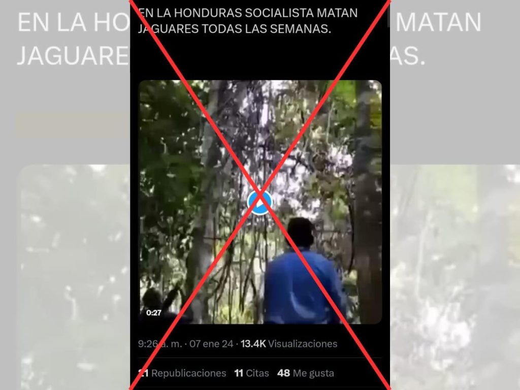 Falso: el video del jaguar muerto no corresponde a Honduras. Falso: el video del jaguar muerto no corresponde a Honduras.