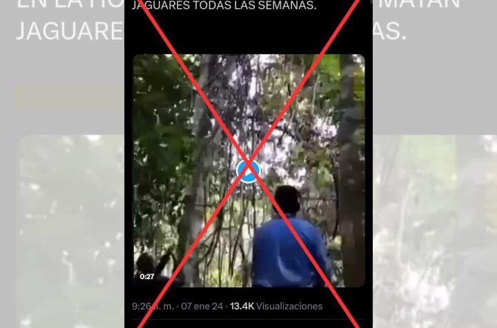Falso: el video del jaguar muerto no corresponde a Honduras.